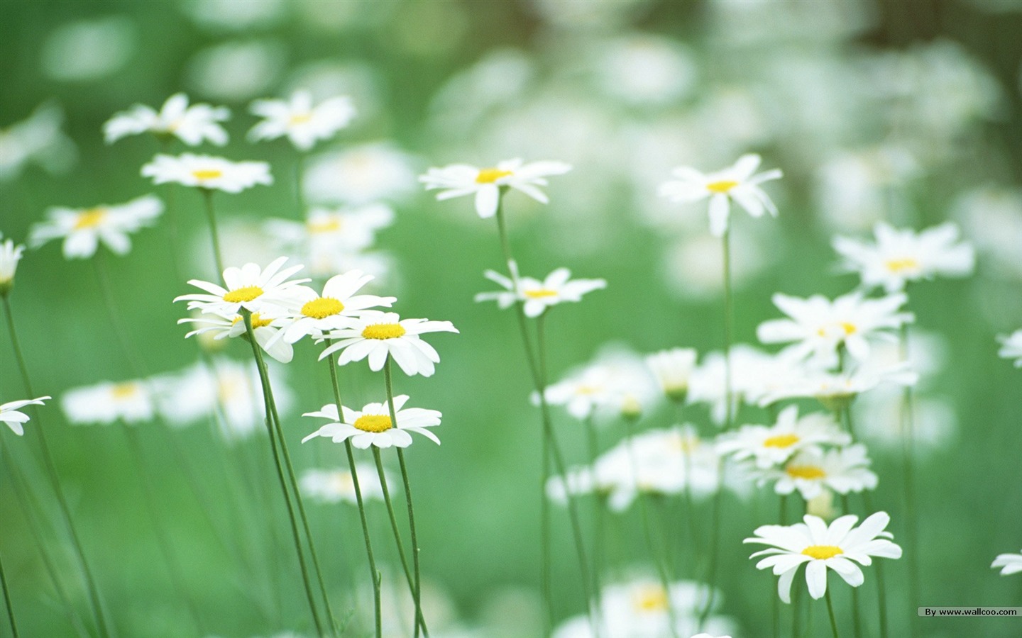 フレッシュスタイルの花の壁紙 #7 - 1440x900