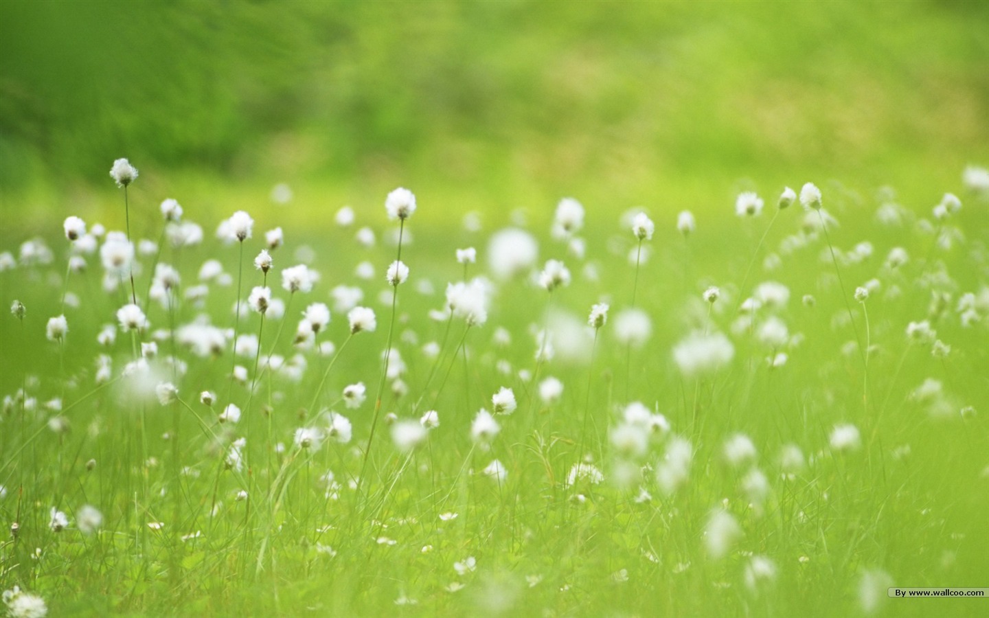 フレッシュスタイルの花の壁紙 #13 - 1440x900