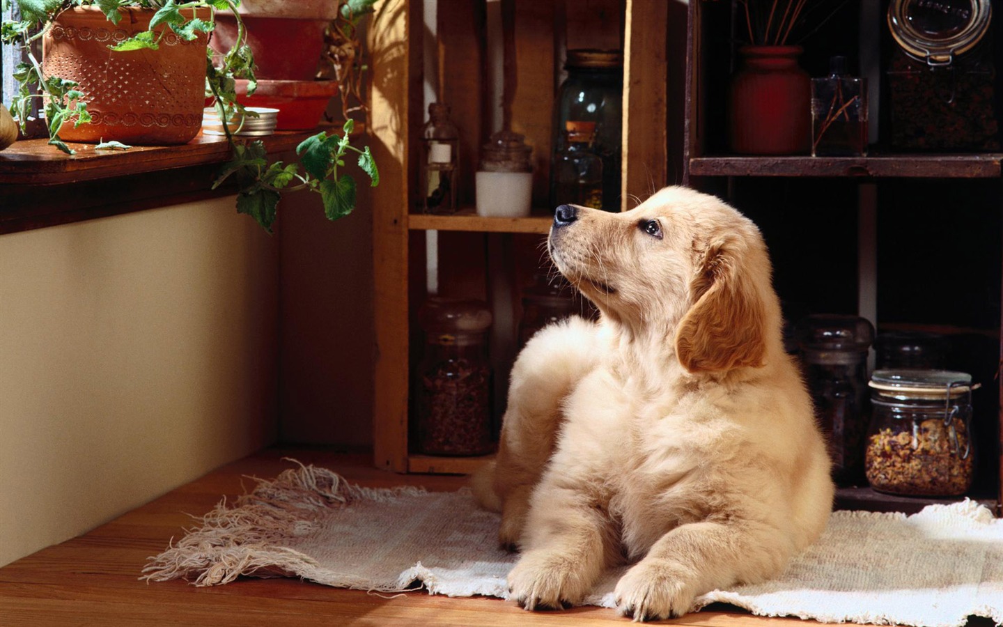 宠物壁纸之小狗写真9 - 1440x900