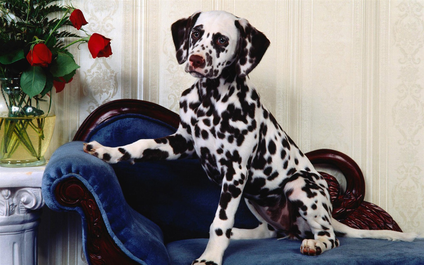 宠物壁纸之小狗写真10 - 1440x900