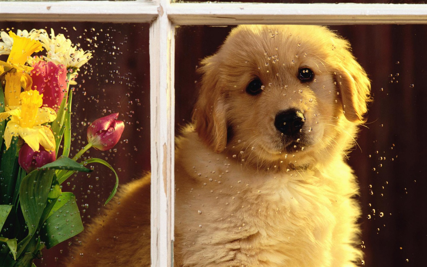 宠物壁纸之小狗写真15 - 1440x900
