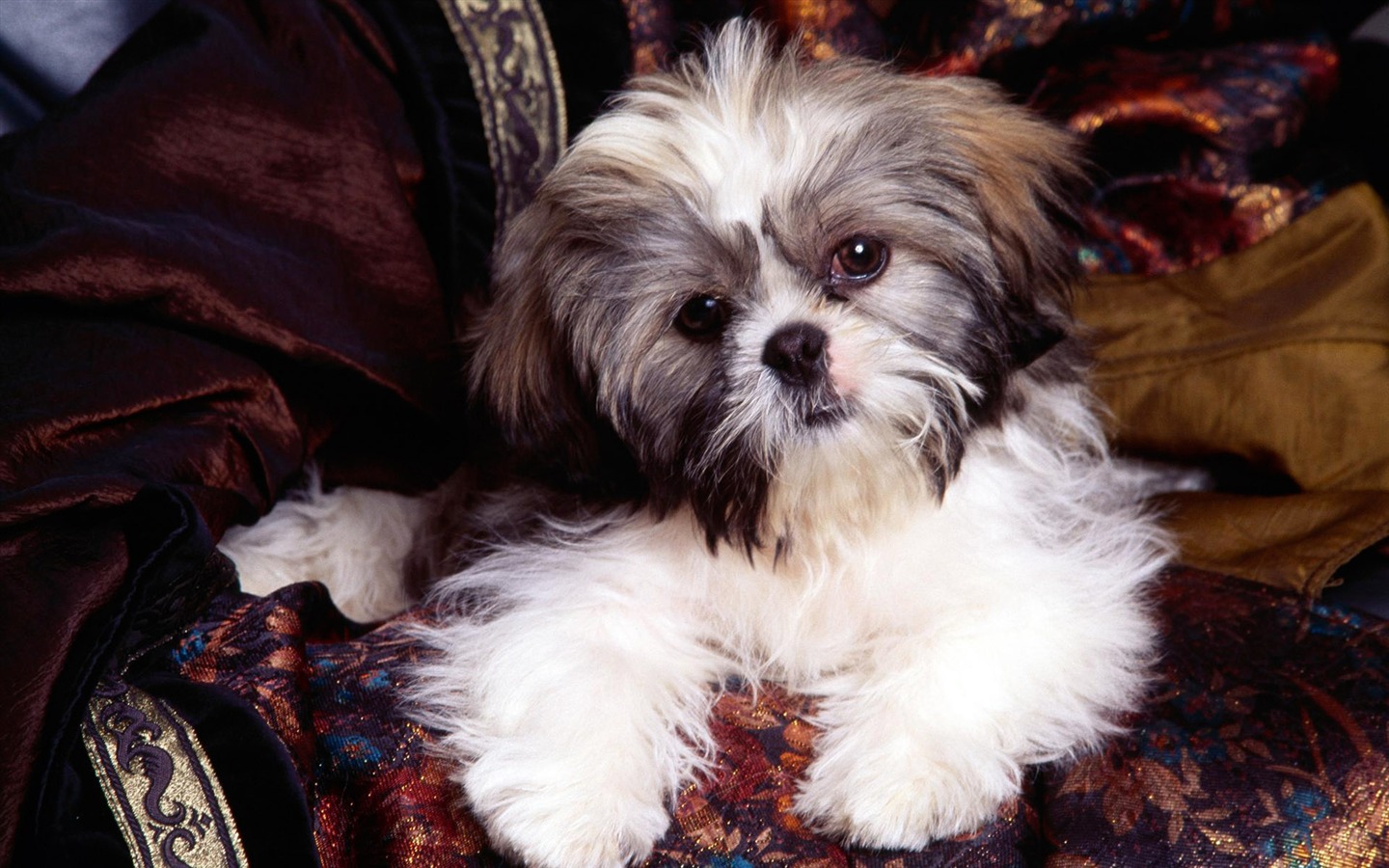 宠物壁纸之小狗写真16 - 1440x900