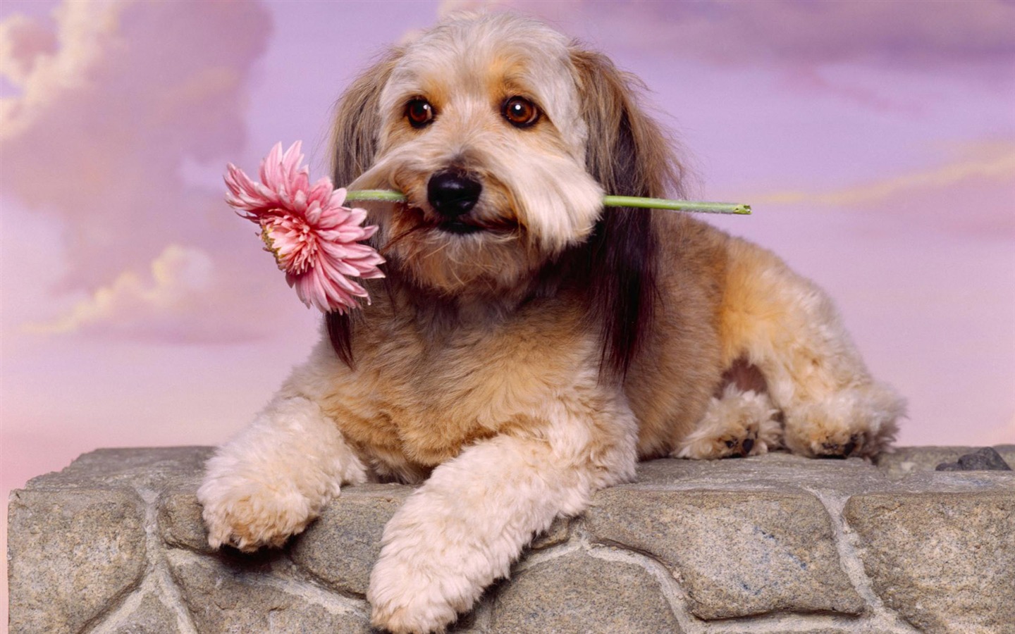 宠物壁纸之小狗写真18 - 1440x900