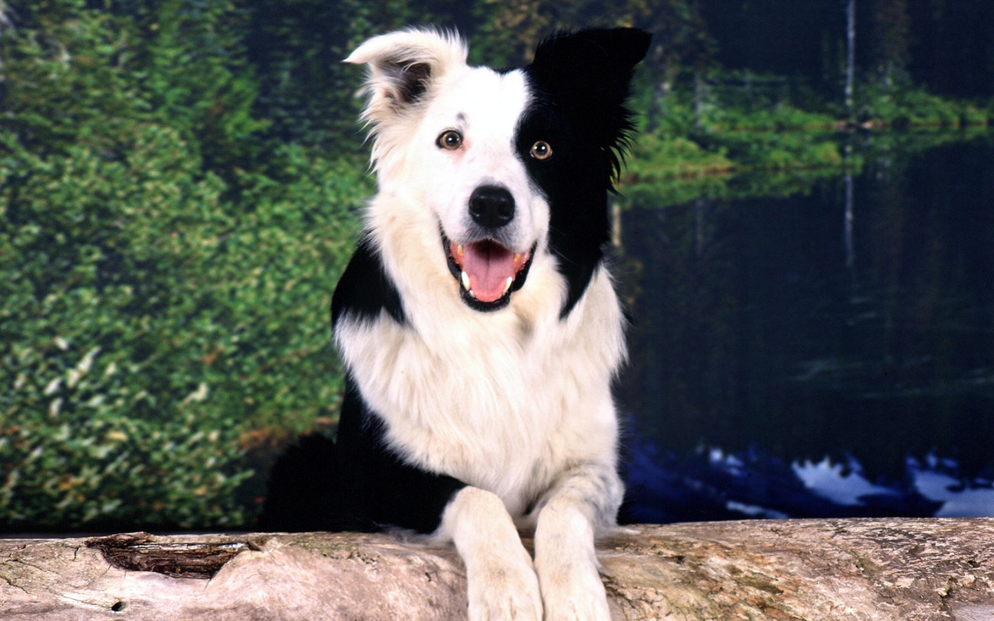 HD wallpaper cute dog #5 - 1440x900