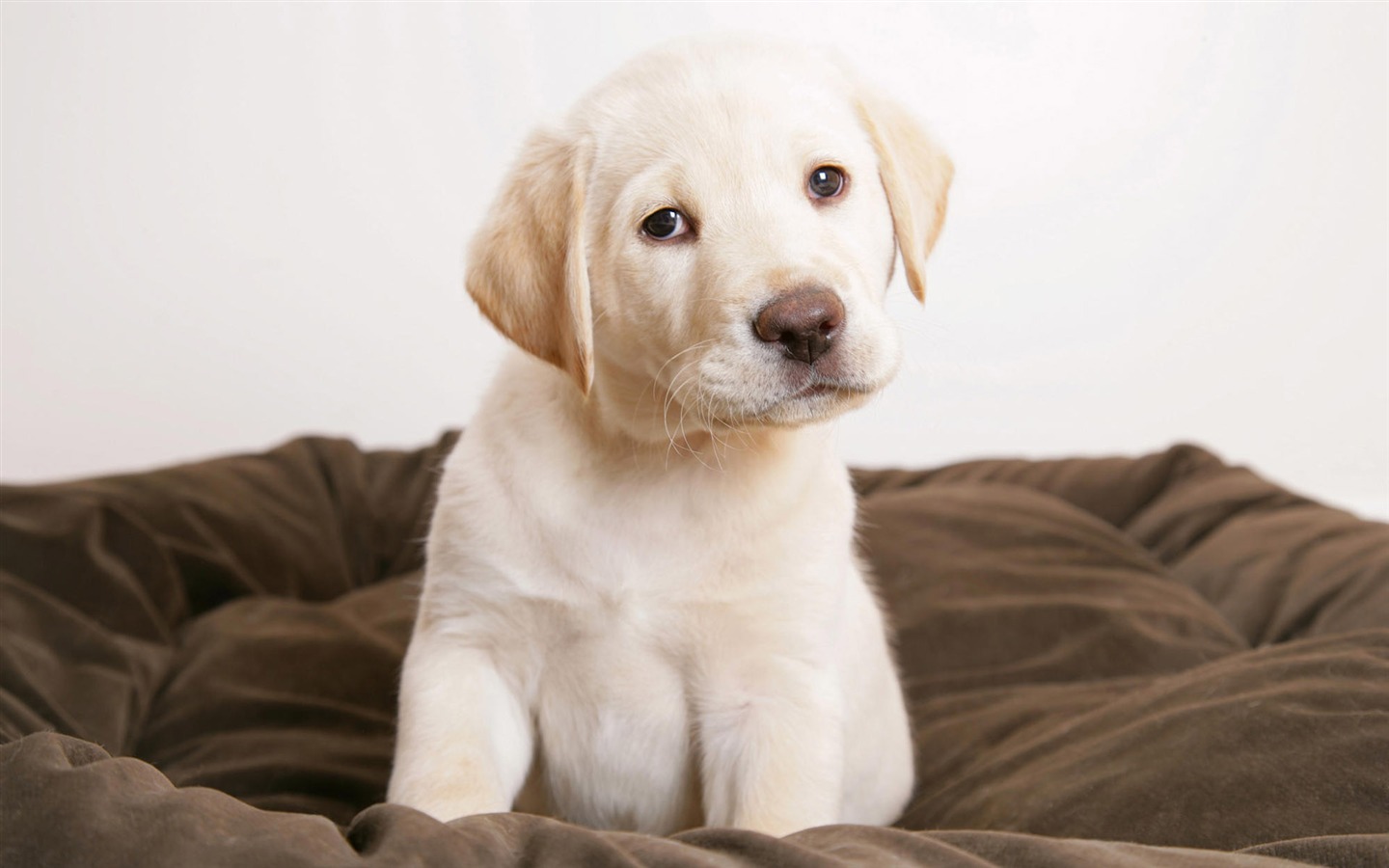 HD papel tapiz lindo perro #6 - 1440x900