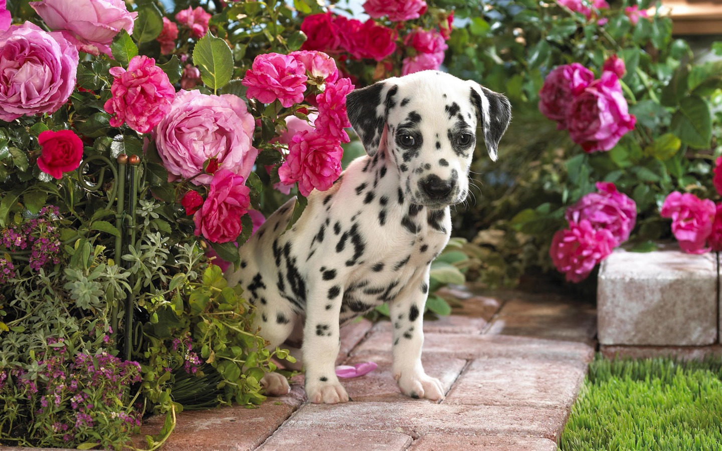 HD wallpaper cute dog #7 - 1440x900