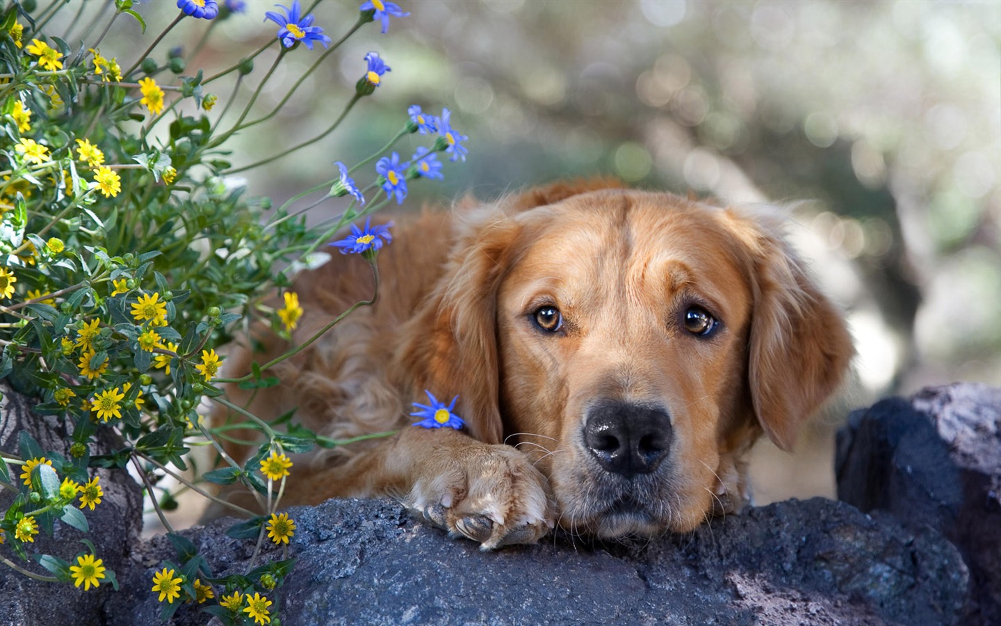 HD wallpaper cute dog #10 - 1440x900