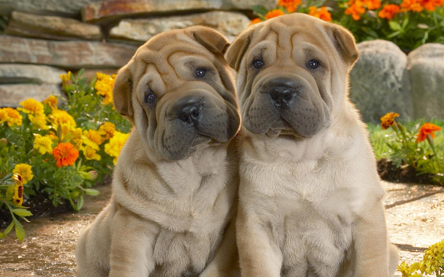 HD wallpaper cute dog #12 - 1440x900