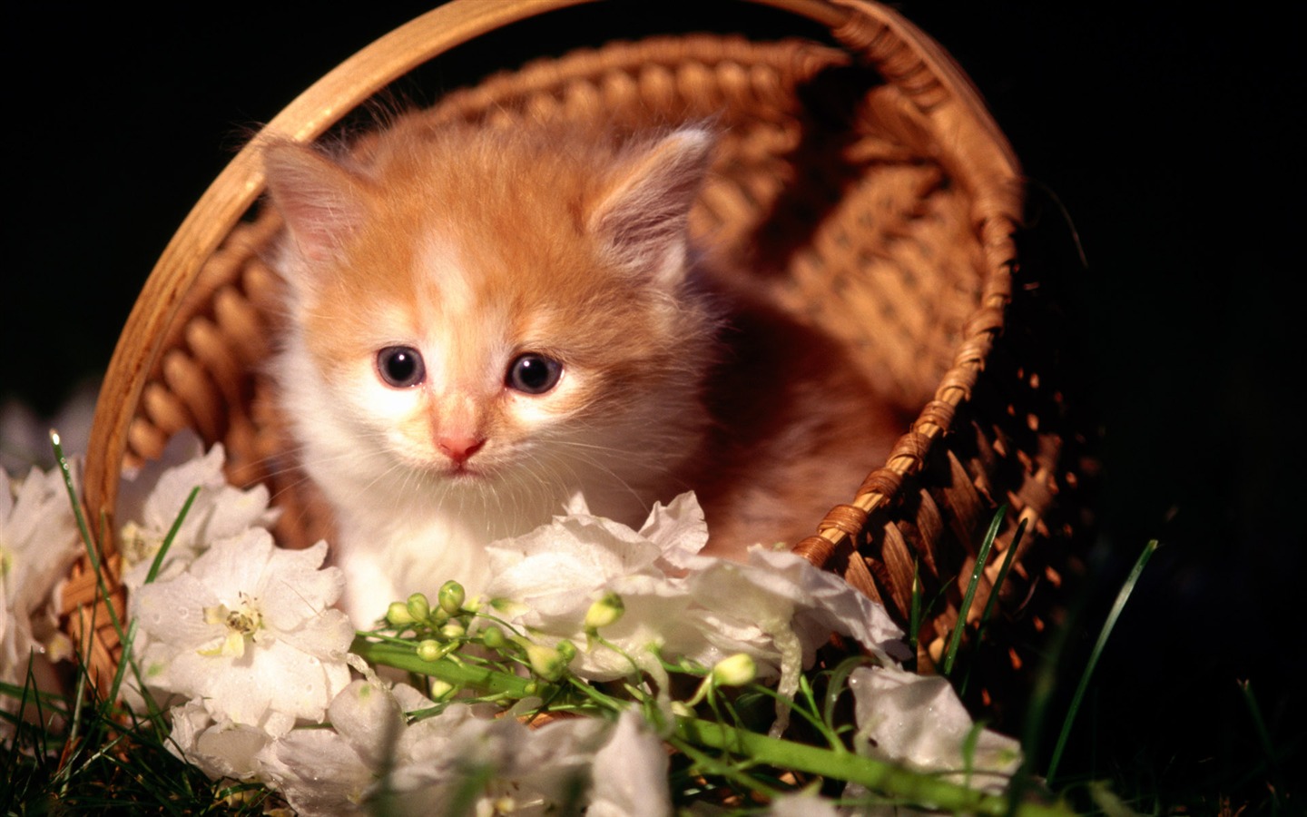 HD fotografía de fondo lindo gatito #8 - 1440x900