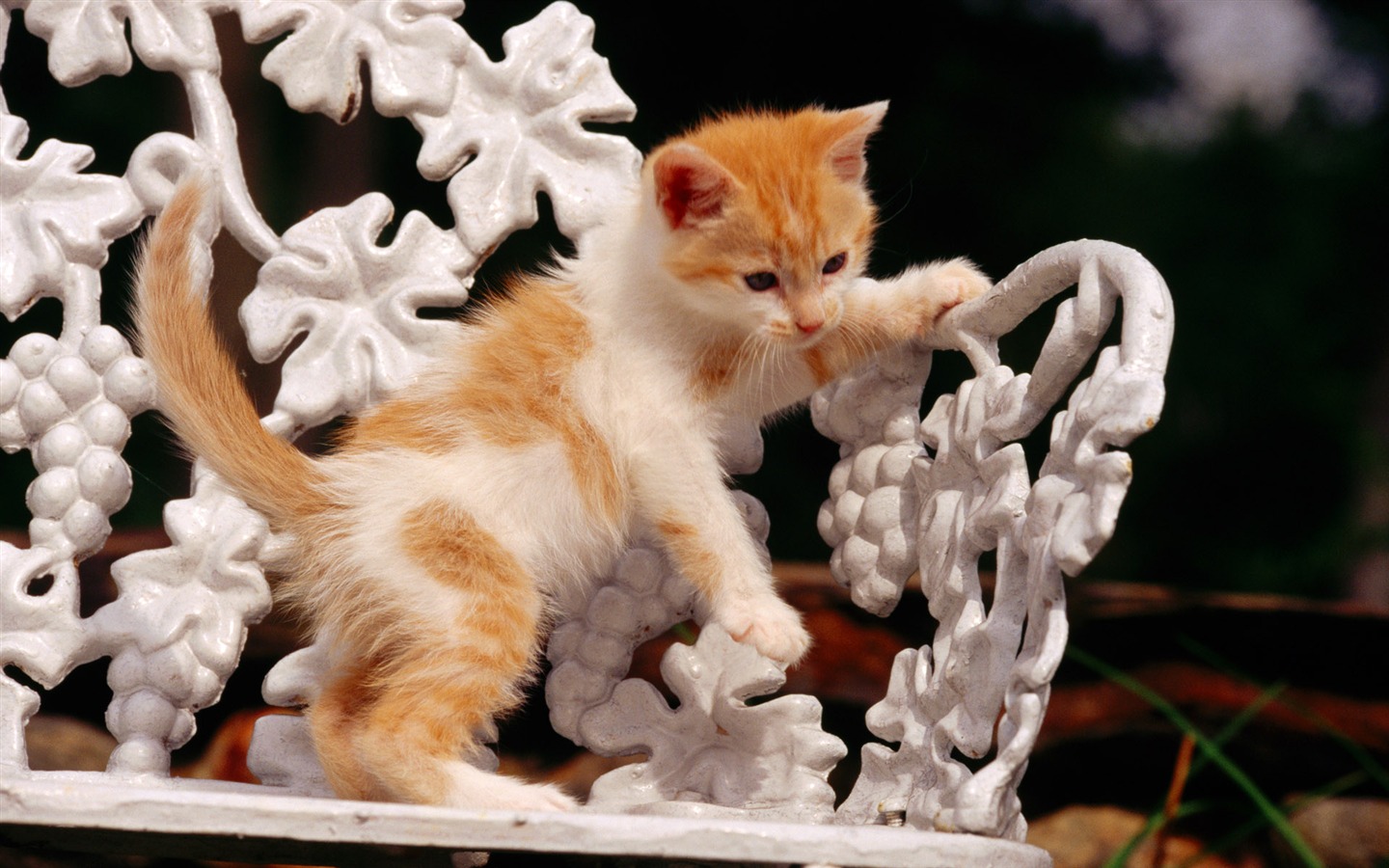 HD fotografía de fondo lindo gatito #9 - 1440x900