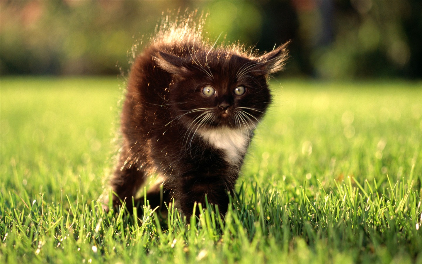 HD fotografía de fondo lindo gatito #11 - 1440x900