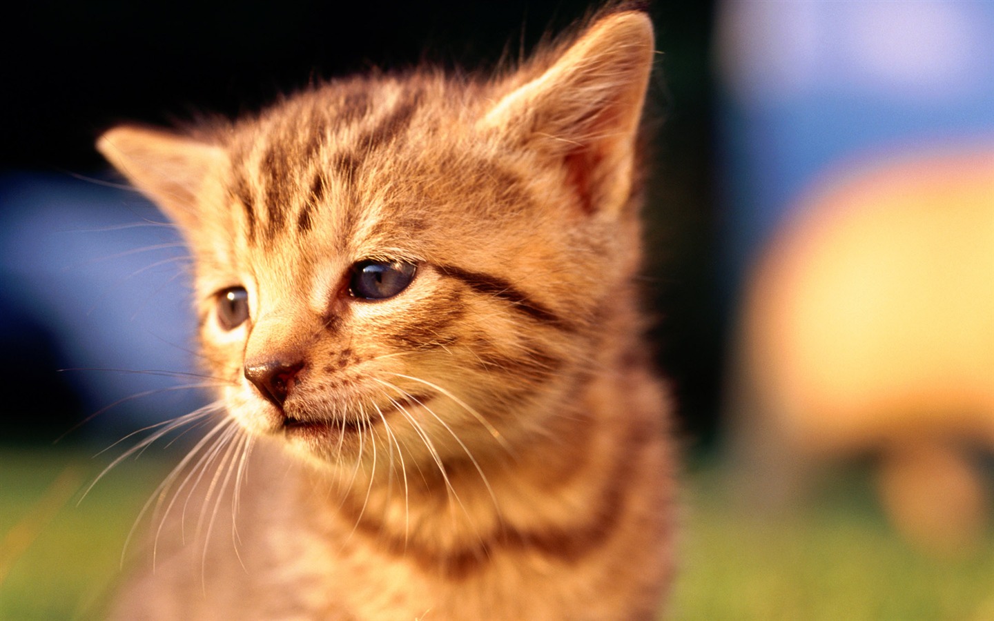 HD fotografía de fondo lindo gatito #12 - 1440x900