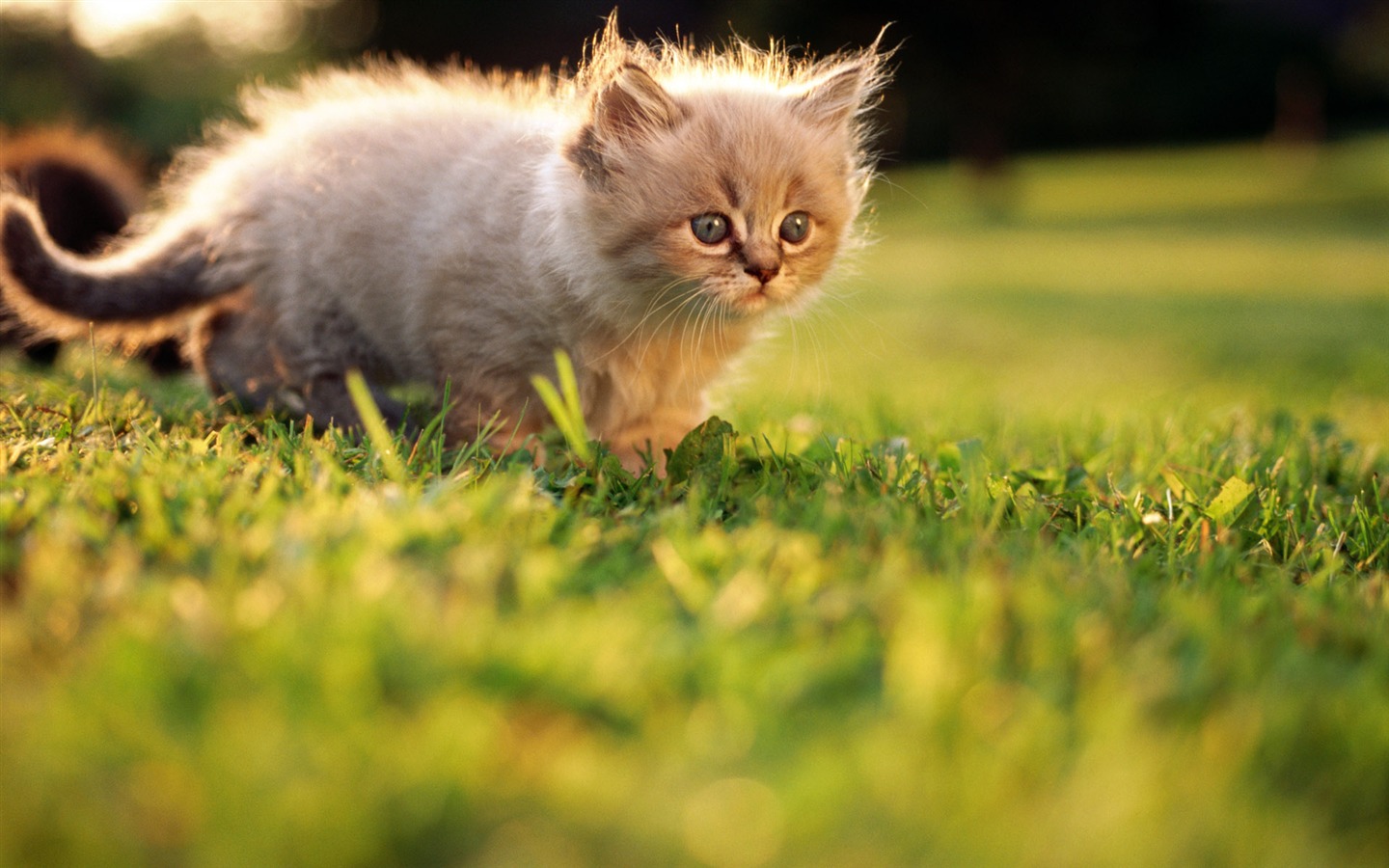 HD fotografía de fondo lindo gatito #14 - 1440x900