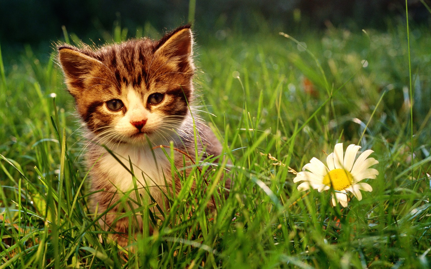 HD fotografía de fondo lindo gatito #16 - 1440x900