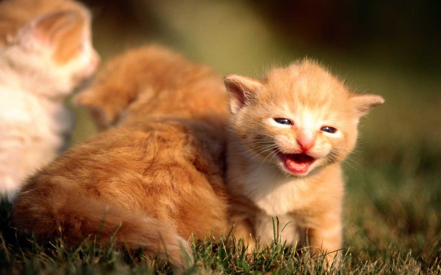 HD fotografía de fondo lindo gatito #17 - 1440x900