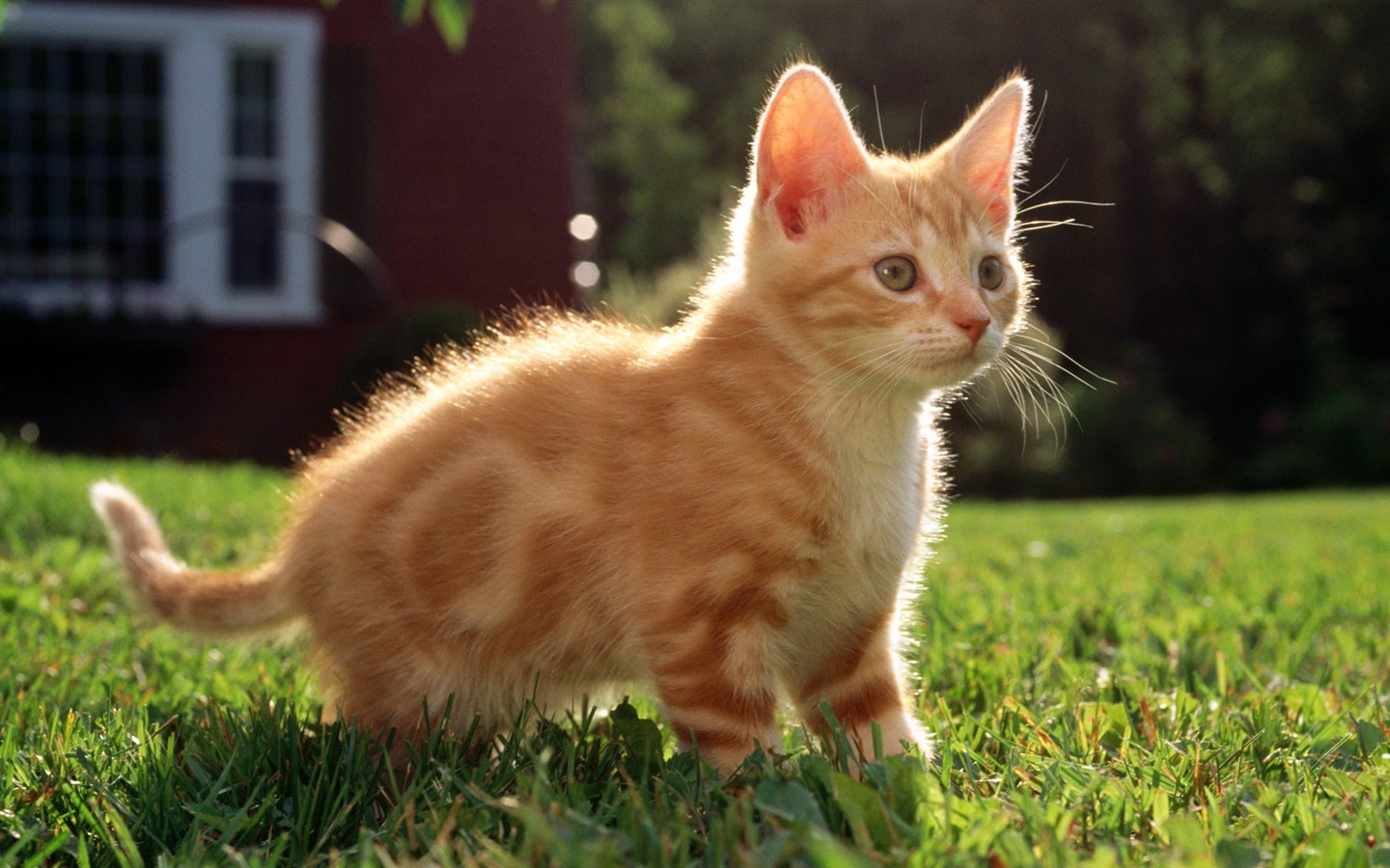 HD fotografía de fondo lindo gatito #18 - 1440x900