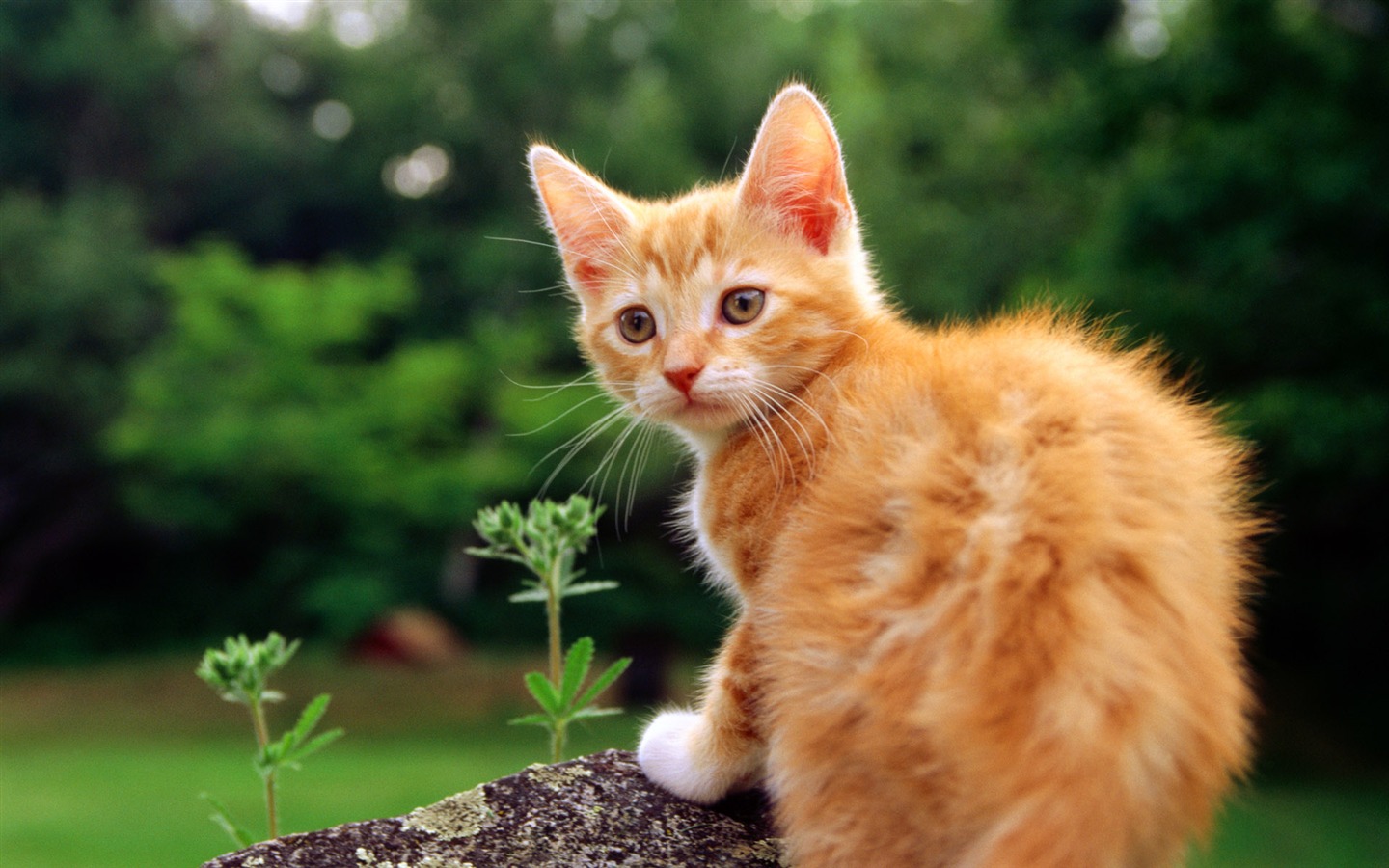 HD fotografía de fondo lindo gatito #23 - 1440x900