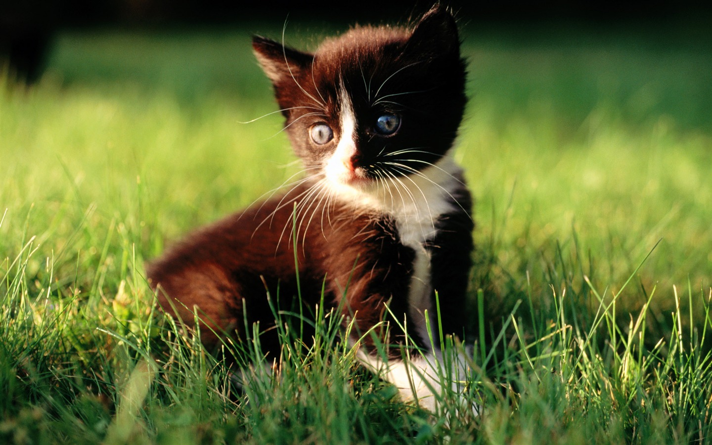 HD fotografía de fondo lindo gatito #24 - 1440x900