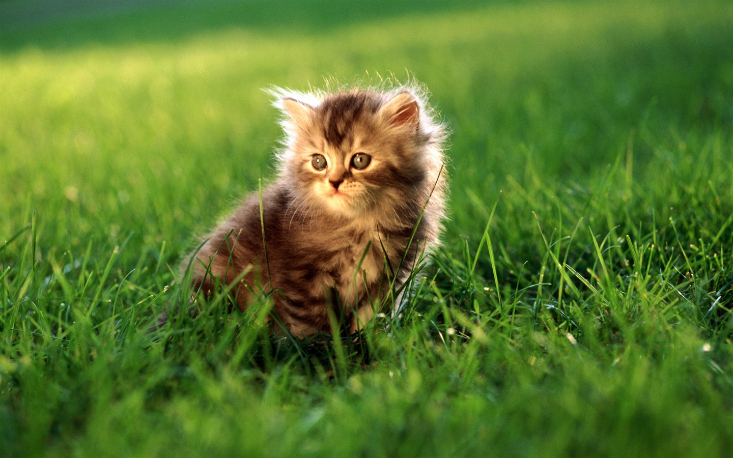 HD fotografía de fondo lindo gatito #27 - 1440x900