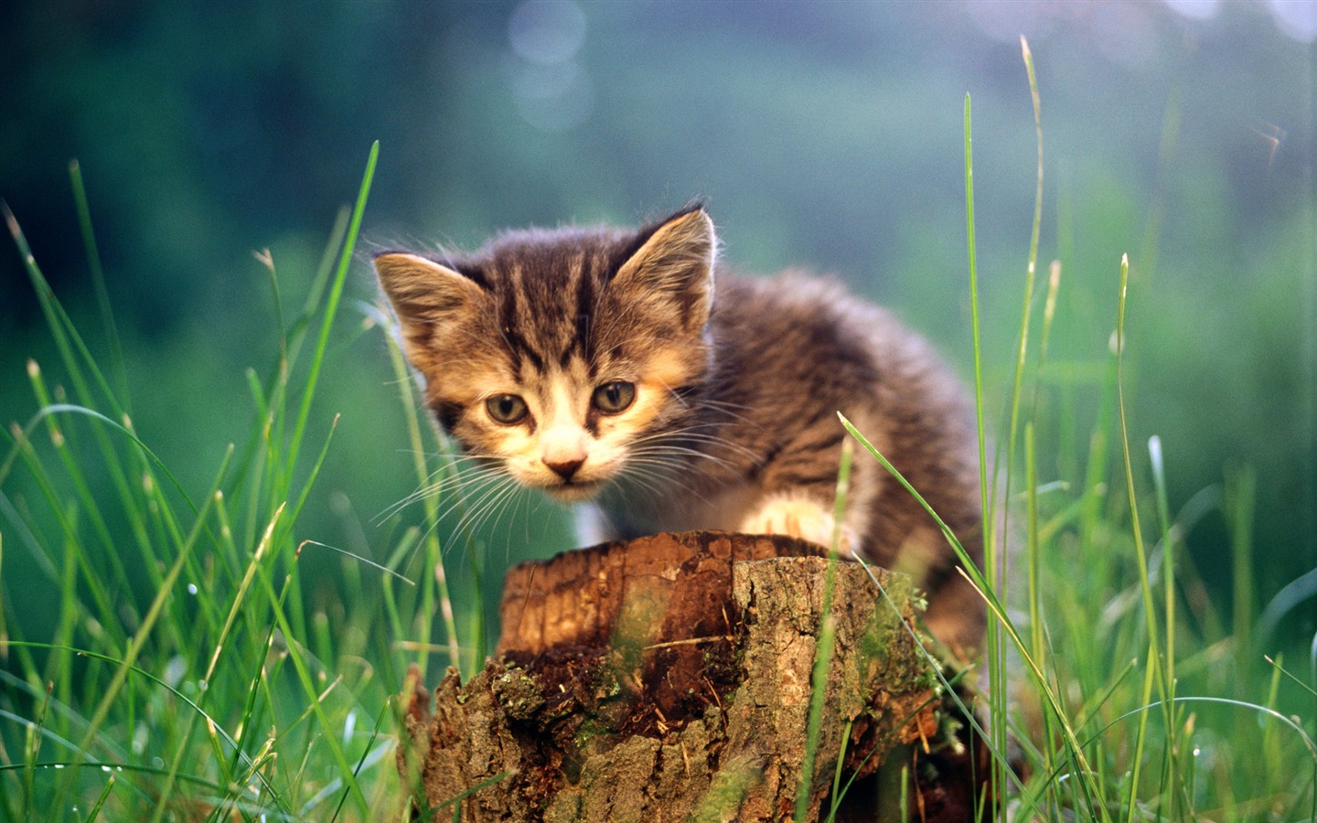 HD fotografía de fondo lindo gatito #28 - 1440x900