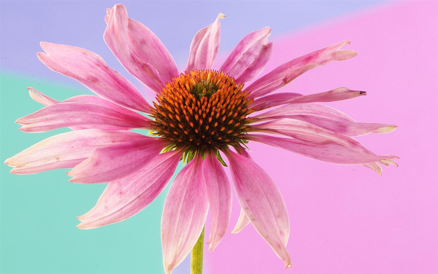 HD обои цветы в полном расцвете #23 - 1440x900
