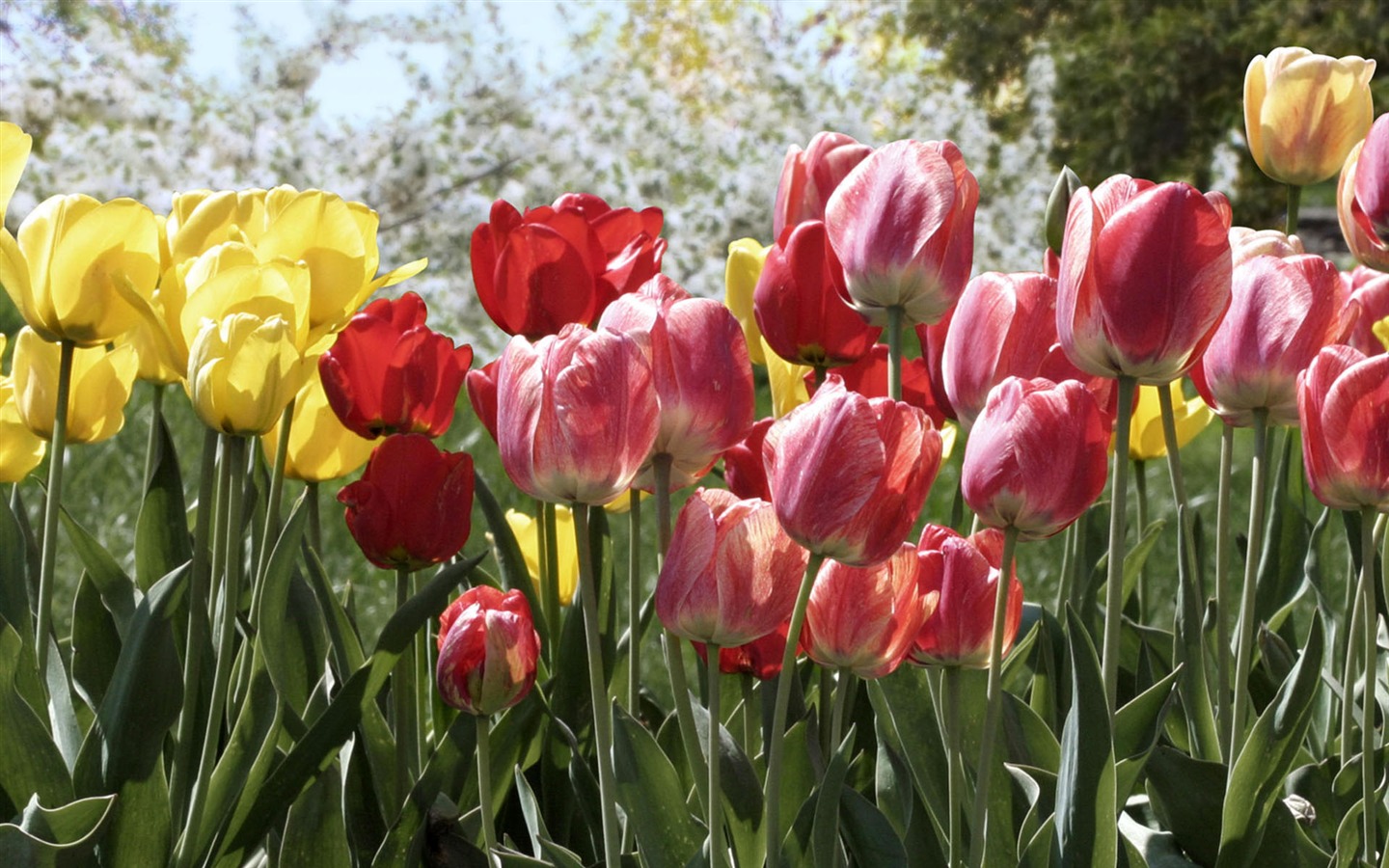 HD обои цветы в полном расцвете #24 - 1440x900