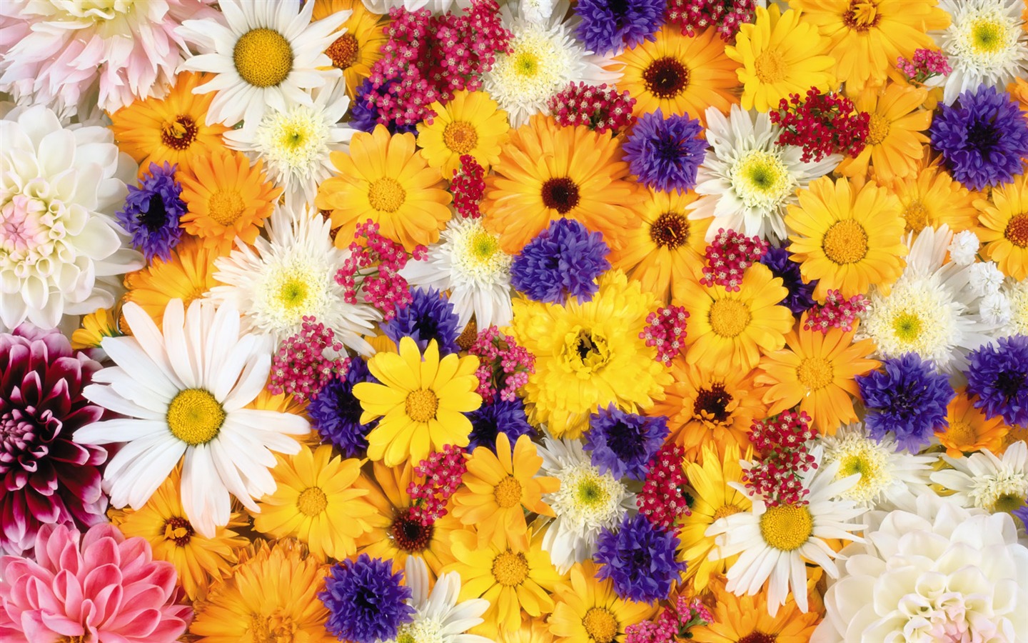 Entouré de fleurs superbes fonds d'écran #10 - 1440x900