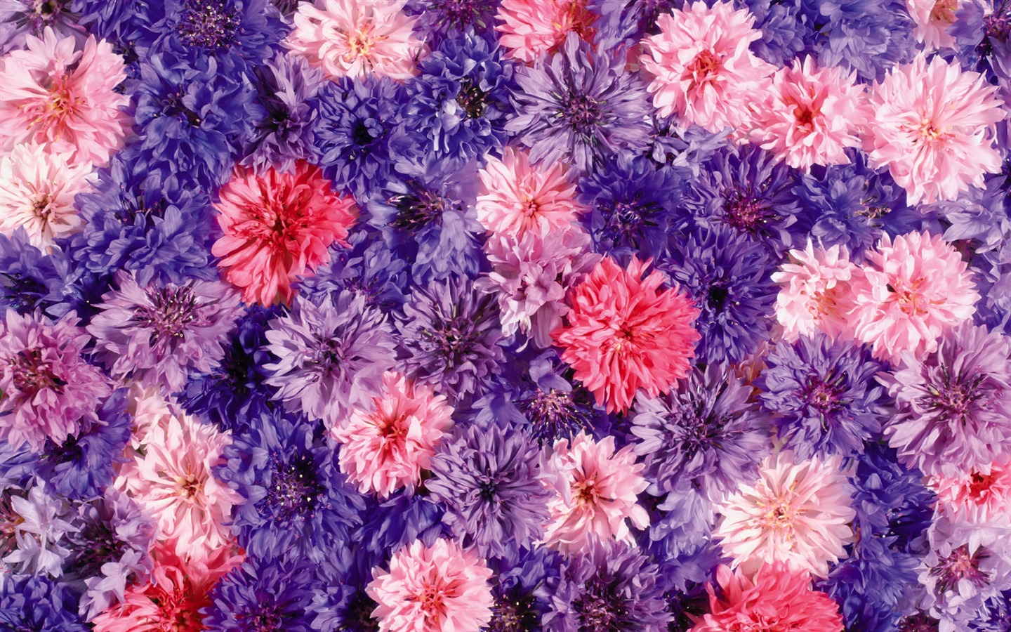 Entouré de fleurs superbes fonds d'écran #15 - 1440x900