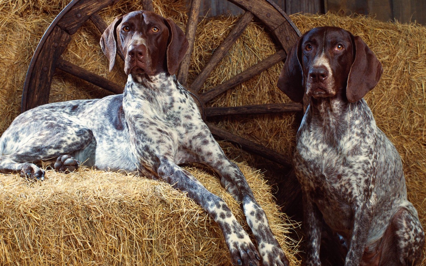 Magnifique écran mondiale des animaux #15 - 1440x900