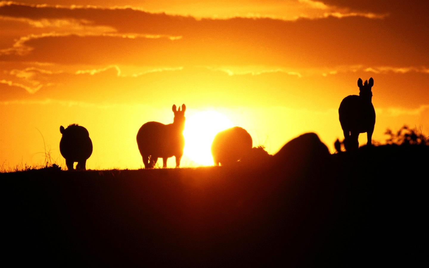 Magnifique écran mondiale des animaux #30 - 1440x900