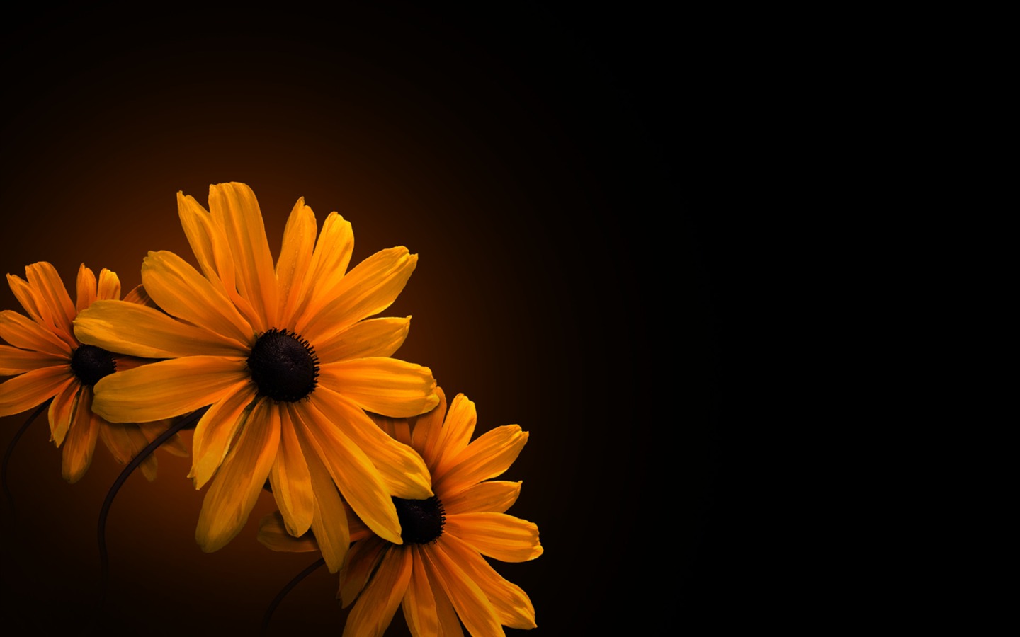 Widescreen HD fondos de pantalla de Flora #28 - 1440x900