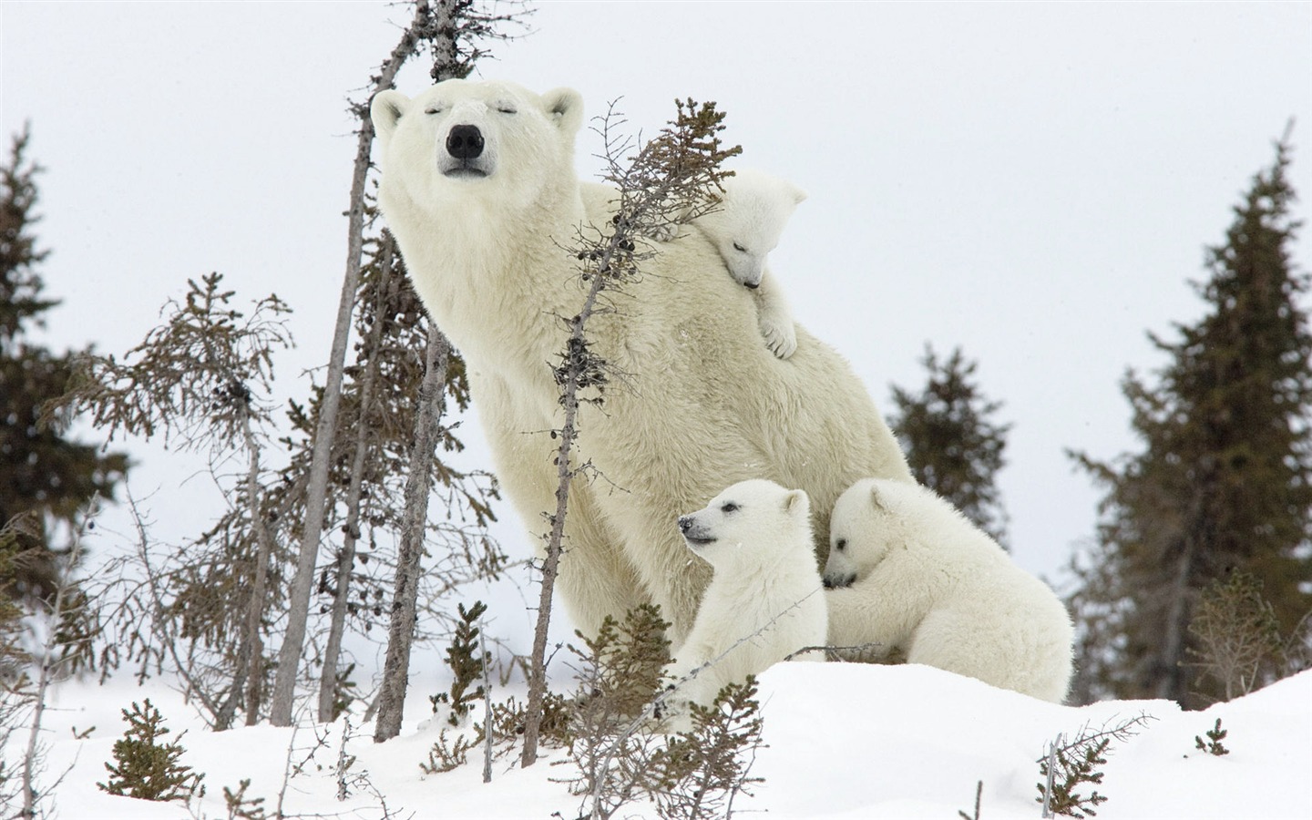 Tierische Liebe Wallpaper Album (1) #2 - 1440x900