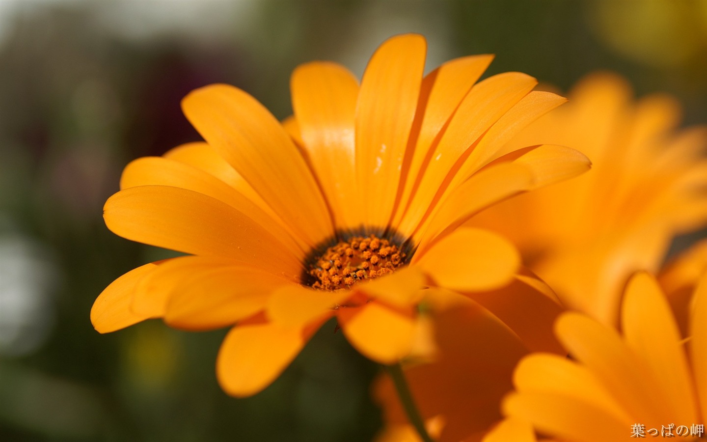 Osobní Květiny HD Tapety na plochu #49 - 1440x900