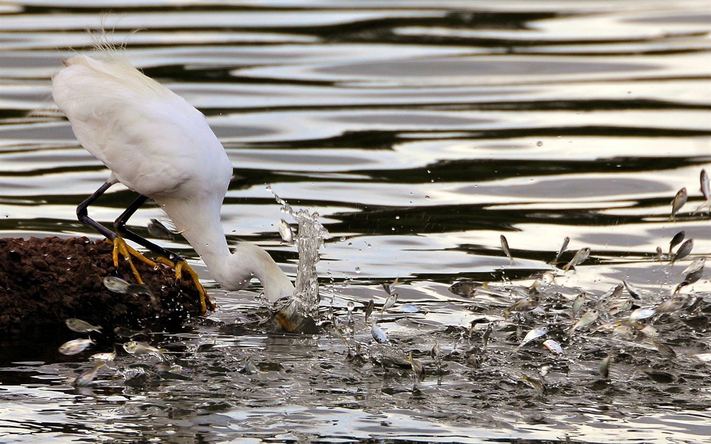 National Geographic Bilder Animal Artikeln (1) #15 - 1440x900