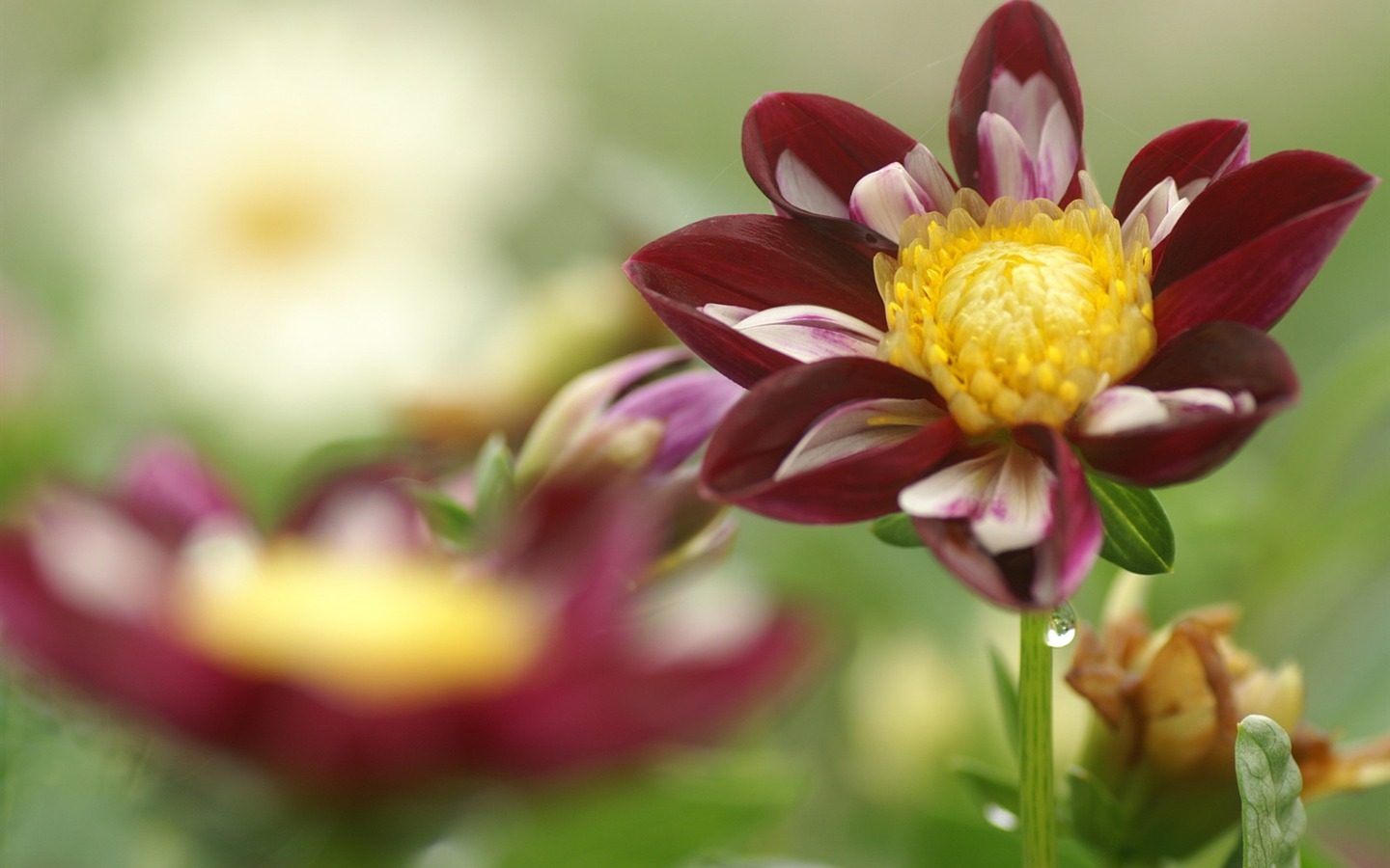 Fleurs exquises d'écran #21 - 1440x900