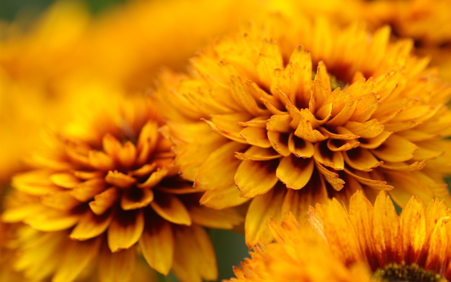 Fleurs exquises d'écran #31 - 1440x900