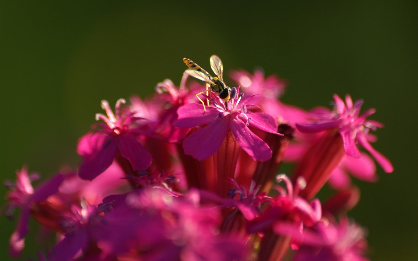 Fleurs exquises d'écran #41 - 1440x900
