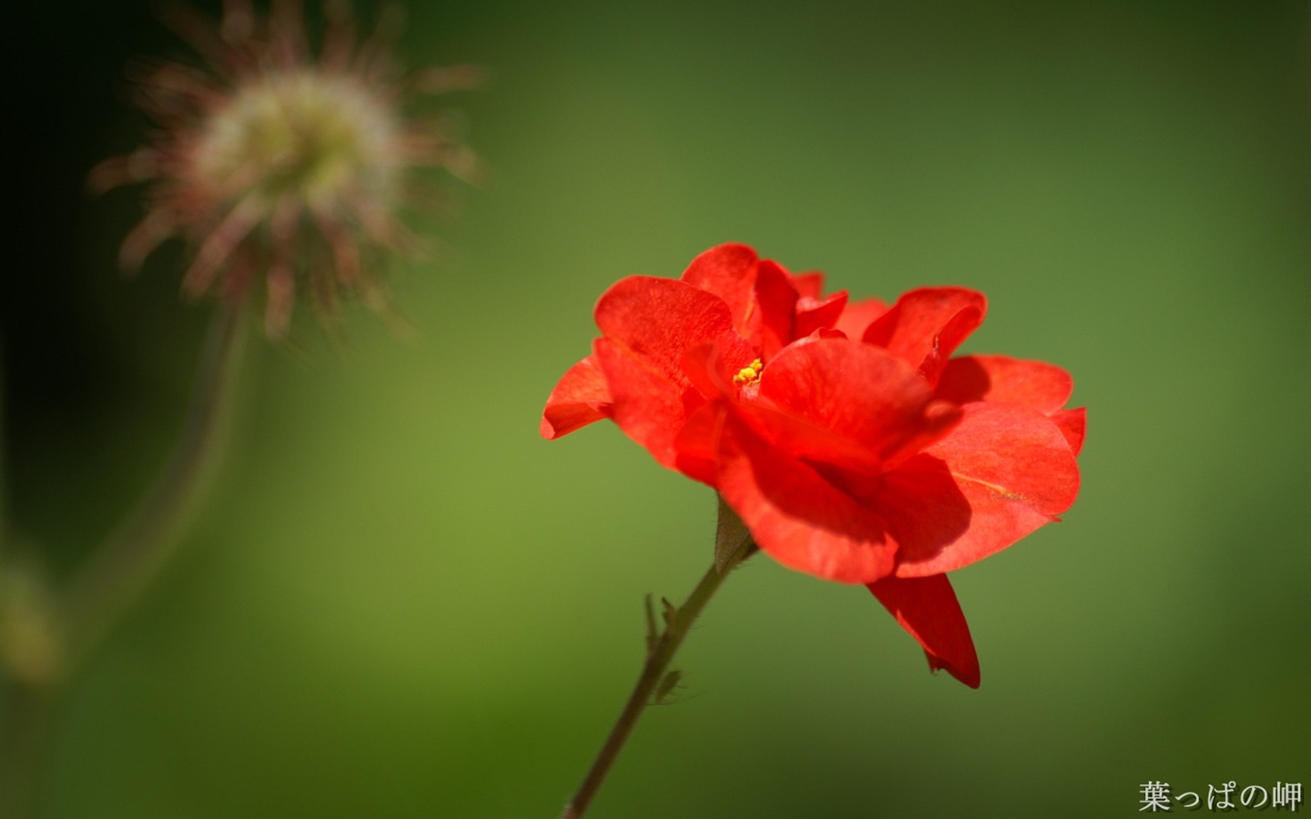 Fleurs exquises d'écran #45 - 1440x900