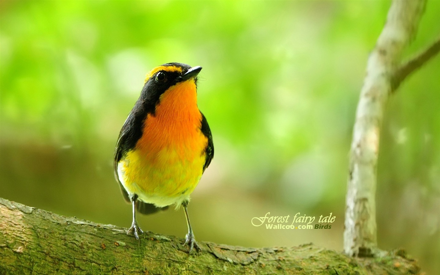Lovely Frühjahr Vogel Tapete #13 - 1440x900