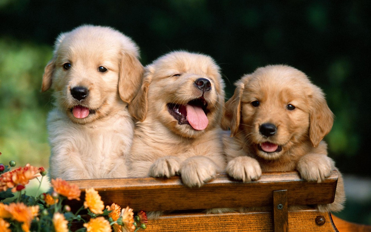 Puppy Photo HD wallpapers (1) #9 - 1440x900