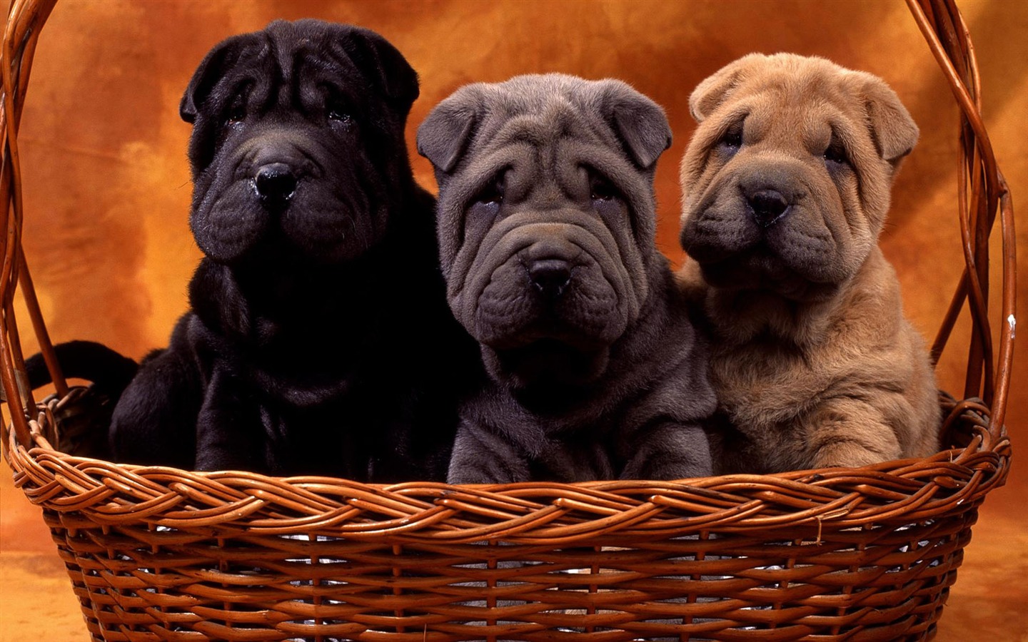 Puppy Photo HD wallpapers (1) #11 - 1440x900