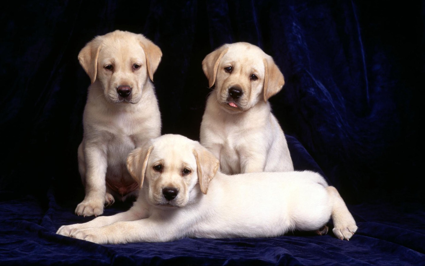 Puppy Photo HD wallpapers (1) #20 - 1440x900