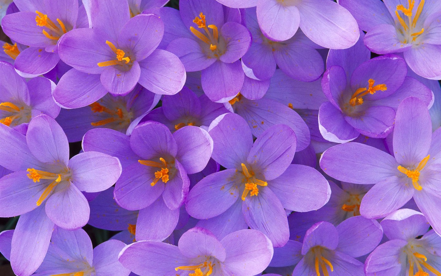 Květiny close-up (9) #9 - 1440x900
