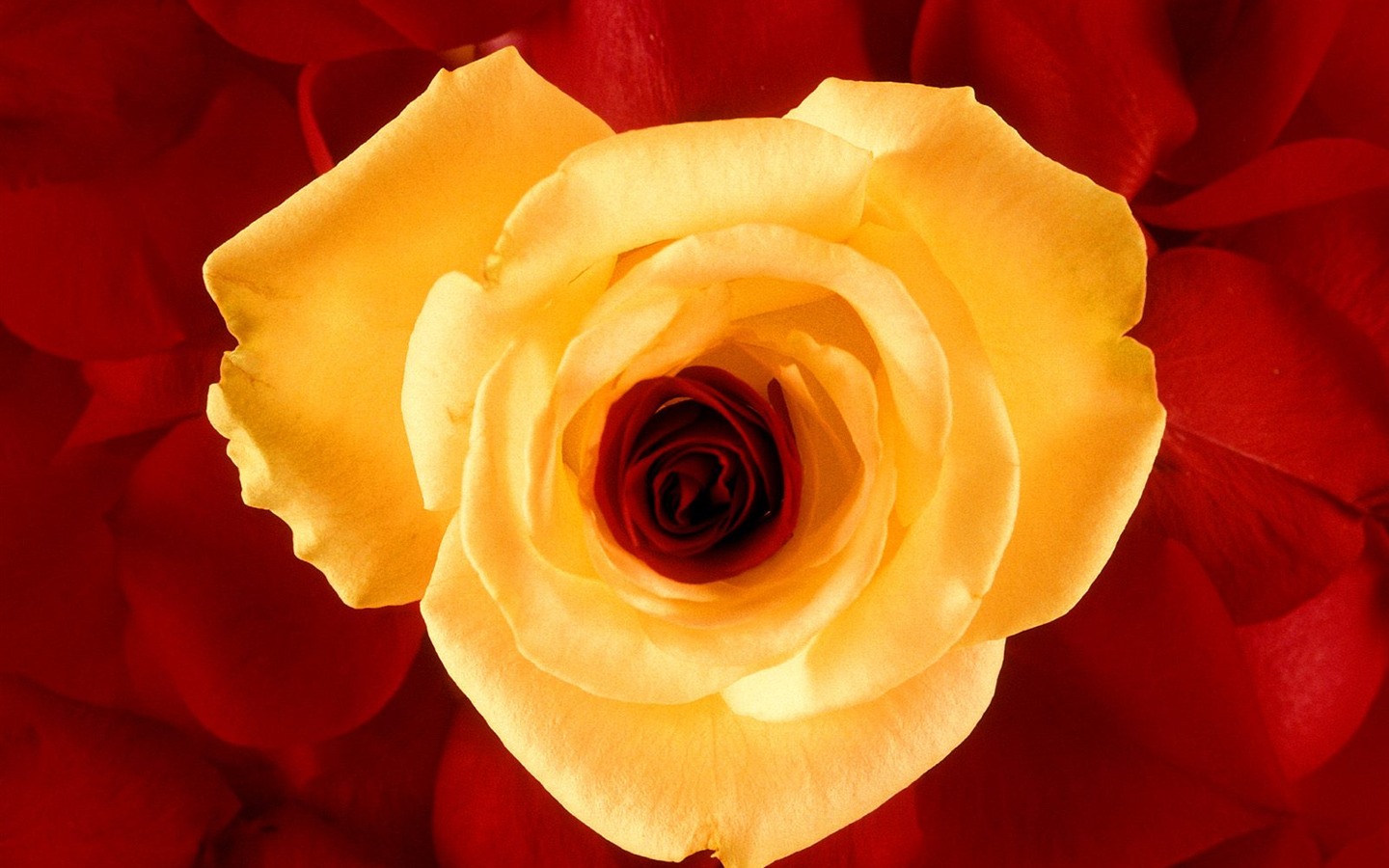 Flores close-up (9) #15 - 1440x900