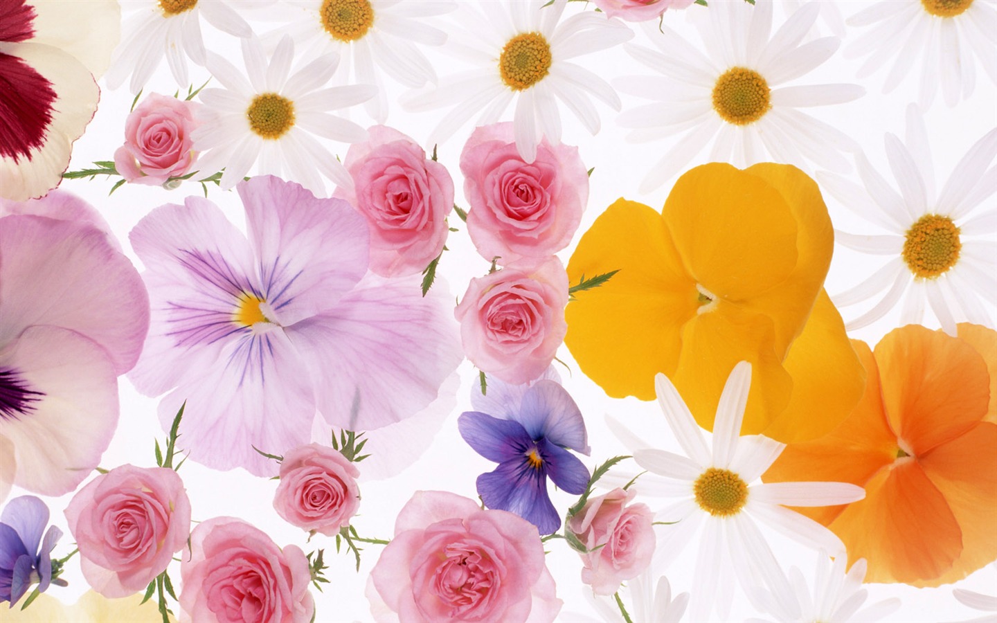 Fleurs en gros plan (10) #7 - 1440x900