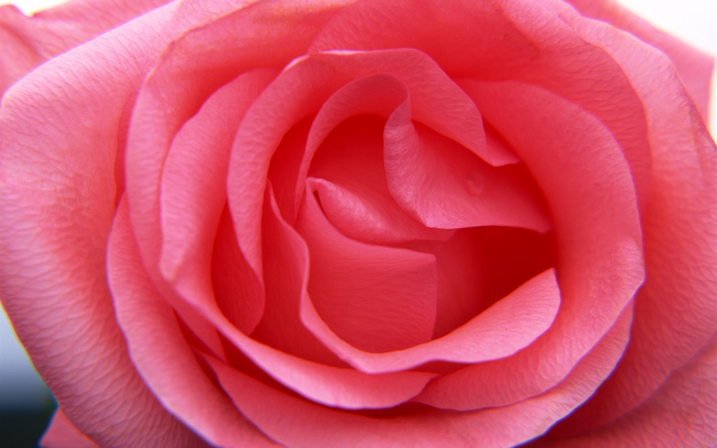 Flores close-up (11) #15 - 1440x900