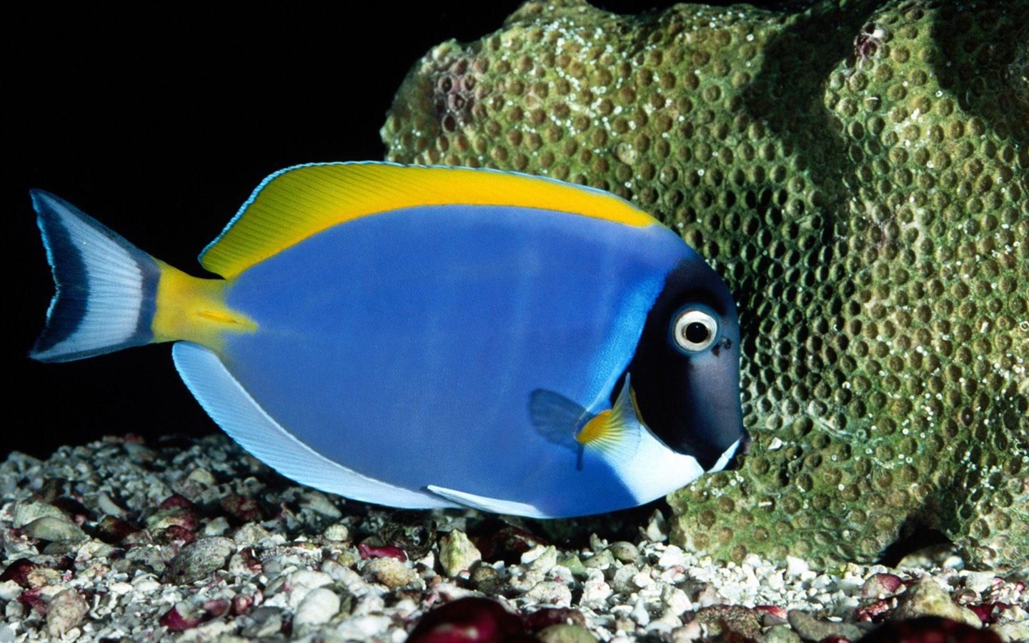 Цветной альбомы тропических рыб обои #14 - 1440x900