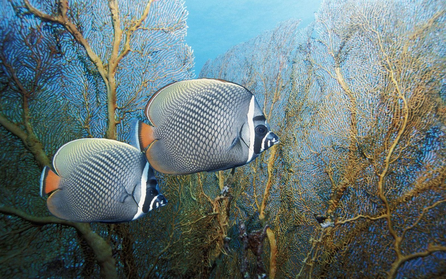 Bunten tropischen Fischen Tapete Alben #17 - 1440x900