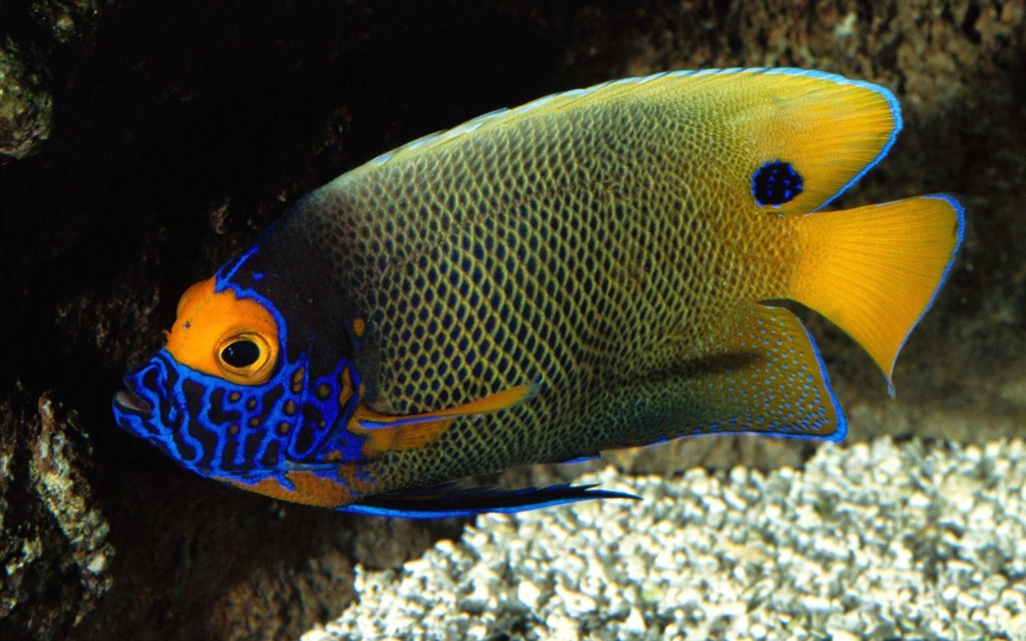 Цветной альбомы тропических рыб обои #21 - 1440x900