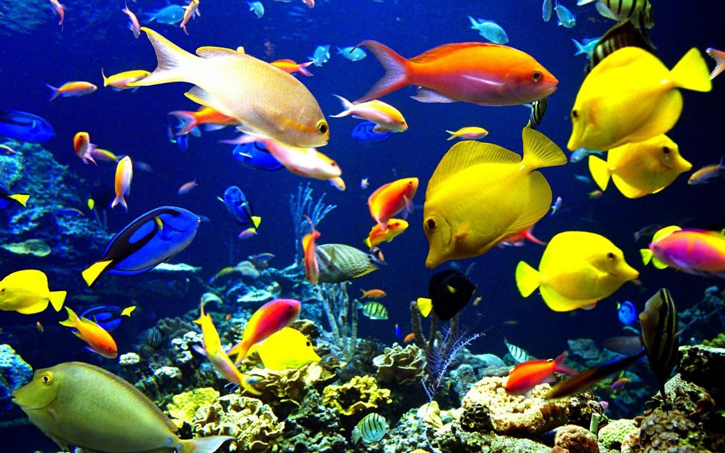 Цветной альбомы тропических рыб обои #23 - 1440x900